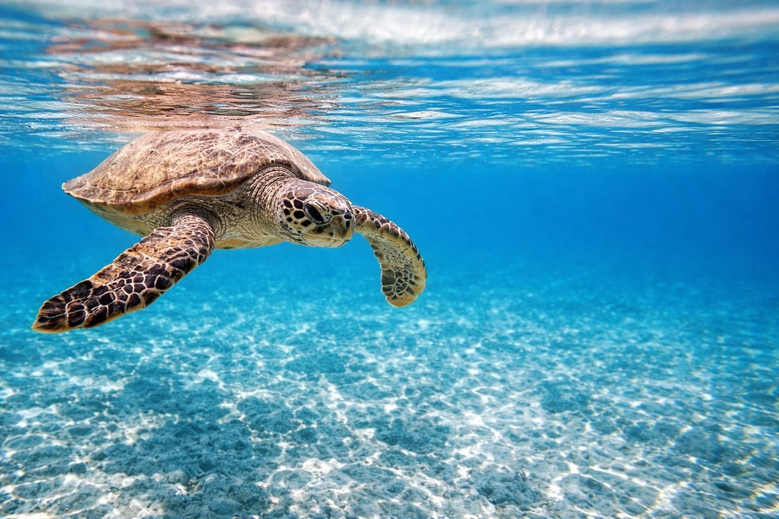 Tartaruga Caretta caretta in mare — specie protetta, tra le più note del Mediterraneo e legata agli ecosistemi costieri come l'Area Marina Protetta di Capo Rizzuto